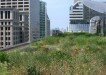 City Hall green roof, Chicago, IL