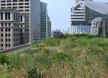 City Hall green roof, Chicago, IL