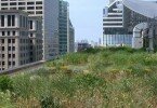 City Hall green roof, Chicago, IL